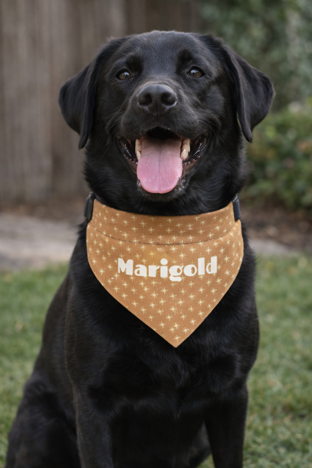 Personalized pet bandana collar with marigold floral design, featuring the Fetch & Feature branding, displayed on a dog.